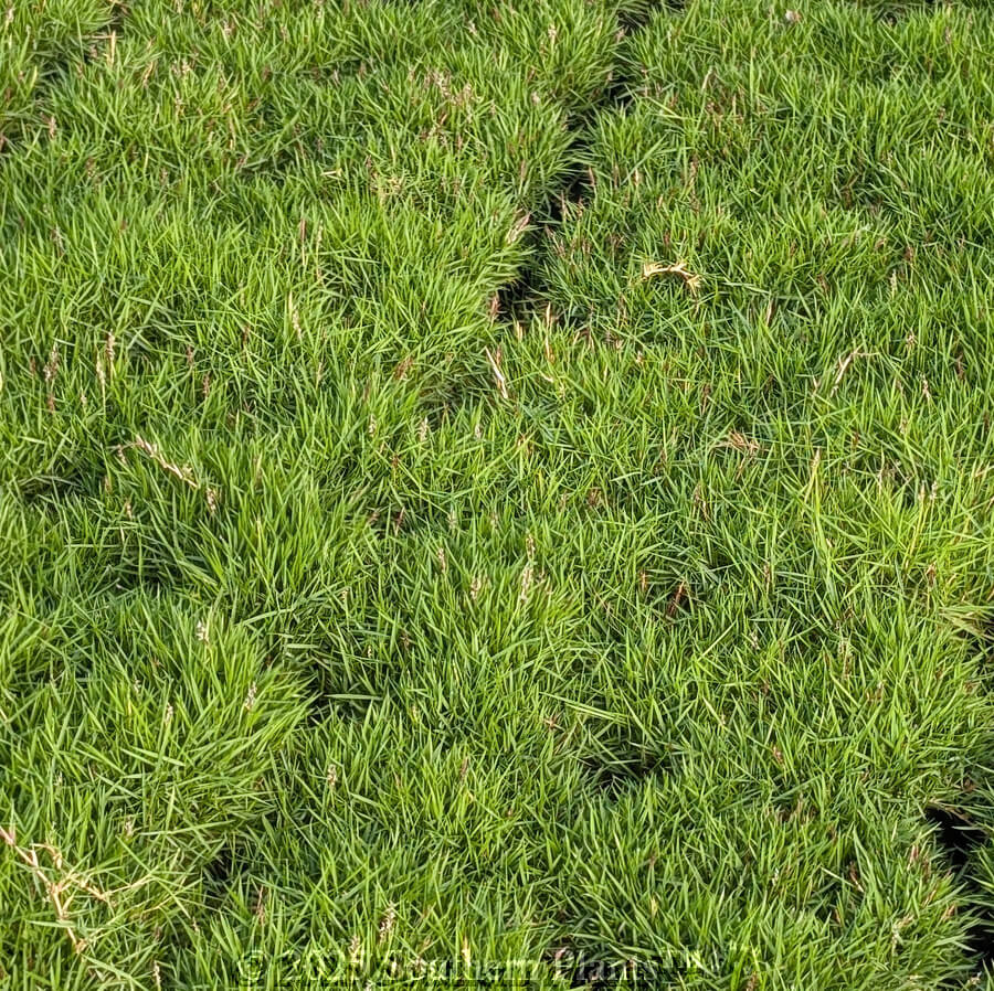 Zoysia Japonica Seeds - Flower Plant