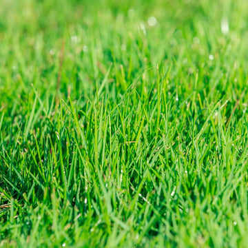 Zoysia Japonica Seeds - Flower Plant