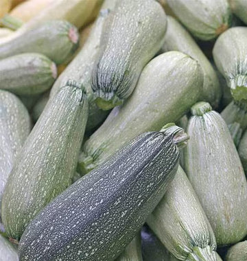 Zucchini Seeds – Grey Squash