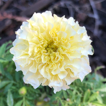 African White Marigold Seeds – Flower Plant