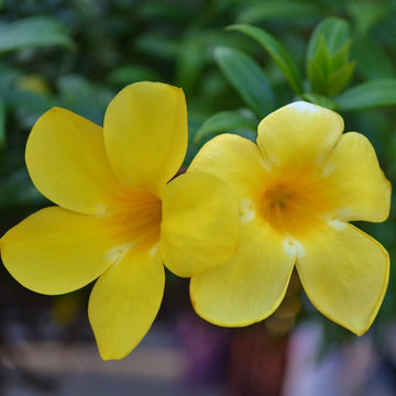 Allamanda cathartica Allamanda Seeds – Flower Plant