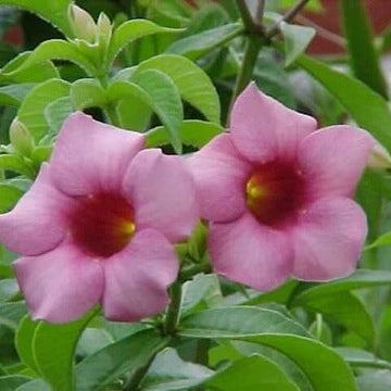 Violacea Allamanda Seeds – Flower Plant