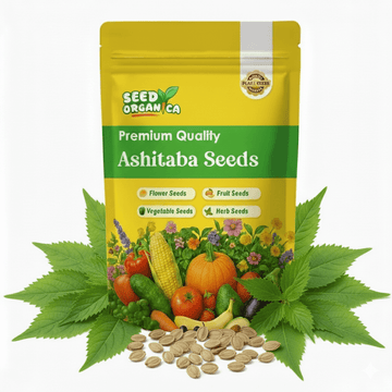 Ashitaba Seeds - Vegetable Plant