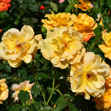 Climbing Autumn Sunset Rose Seeds – Flower Plant