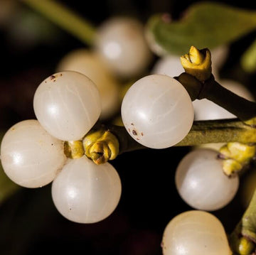 White Mistletoe Seeds – Herbal Plant