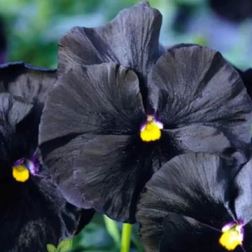 Pansy Black Pezzi Halloween II Seeds – Flower Plant