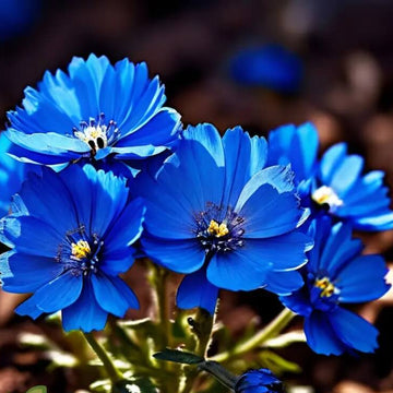 Blue Indigo Marigold Seeds – Flower Plant