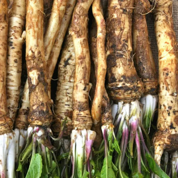 Horseradish Seeds – Heirloom
