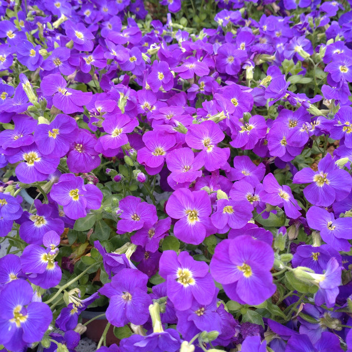candytuft seeds – Iberis Gibraltarica
