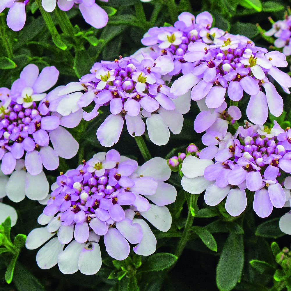 candytuft seeds – Iberis Gibraltarica
