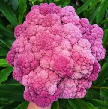 Pink Broccoli Seeds – Vegetable Plant