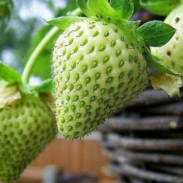Green Strawberry Seeds – Fruit Plant