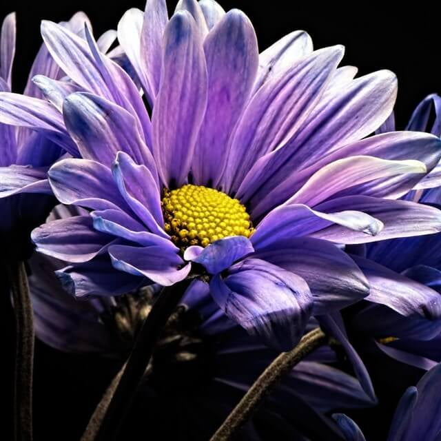 chrysanthemum Seeds - Blue Violet