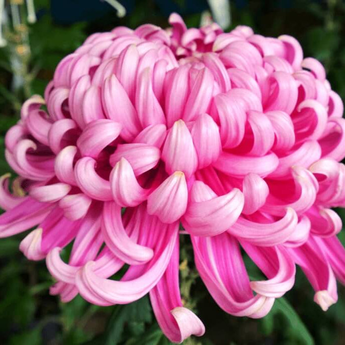 chrysanthemum Seeds - Crisantemos