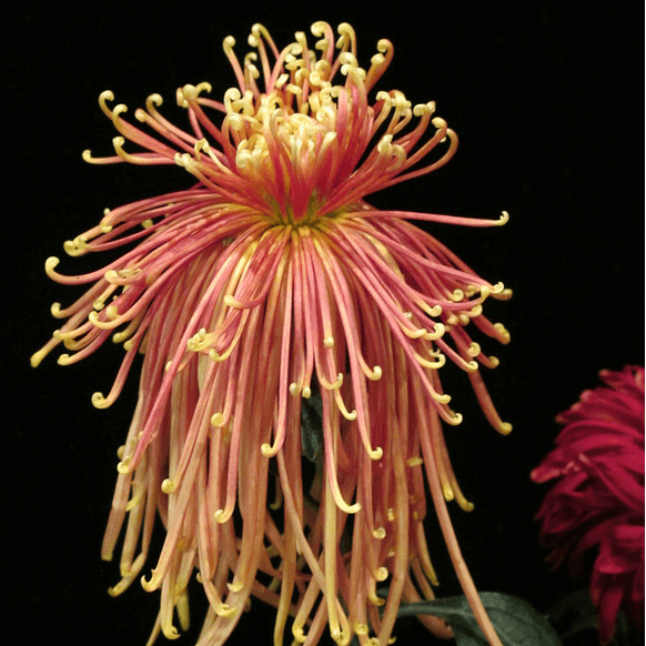 chrysanthemum Seeds - Japan Spider
