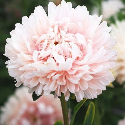 chrysanthemum Seeds - Bonsai