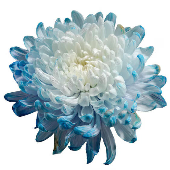 chrysanthemum Seeds - Light Blue