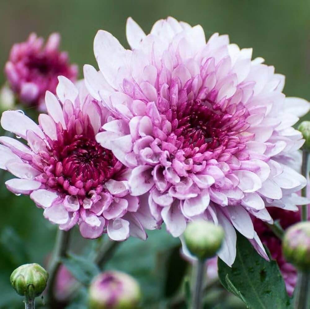 chrysanthemum Seeds - White Pink