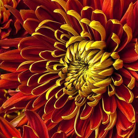 chrysanthemum Seeds - Yellow Red