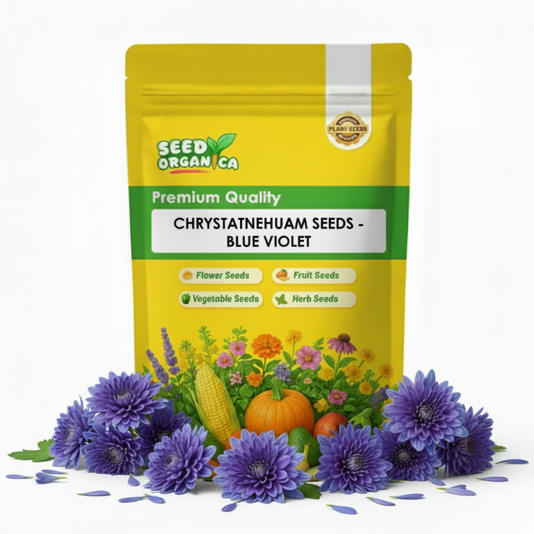 chrysanthemum Seeds - Blue Violet