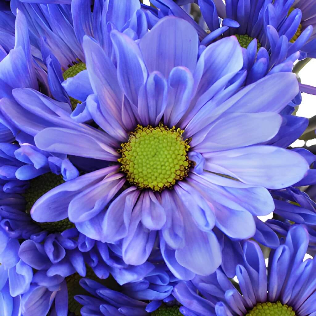 chrysanthemum Seeds - Blue Yellow