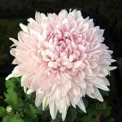 chrysanthemum Seeds - Bonsai
