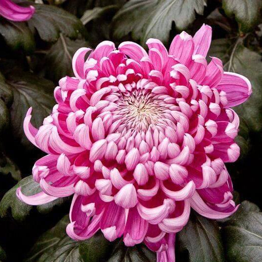 chrysanthemum Seeds - Crisantemos
