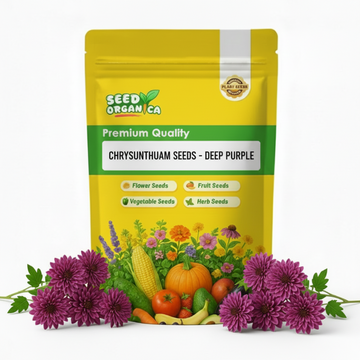chrysanthemum Seeds - Deep Purple