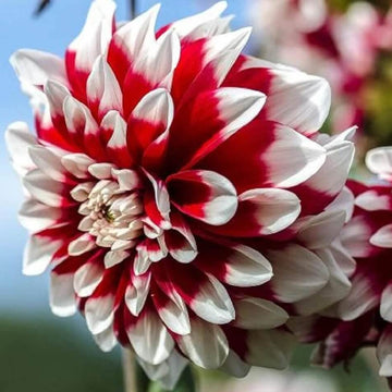 chrysanthemum Seeds - Deep Red White