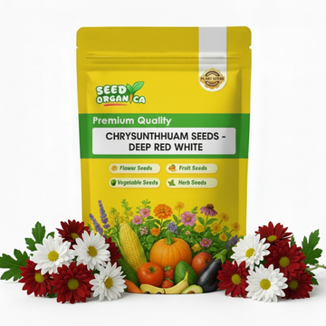 chrysanthemum Seeds - Deep Red White