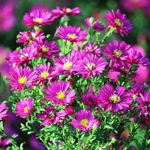 chrysanthemum Seeds - Dutch