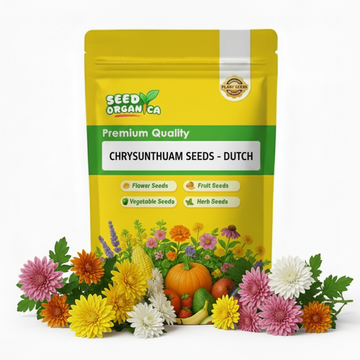 chrysanthemum Seeds - Dutch
