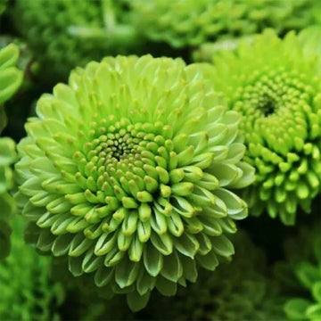 chrysanthemum Seeds - Green