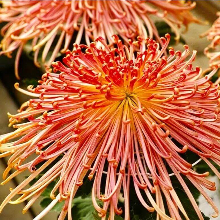 chrysanthemum Seeds - Japan Spider