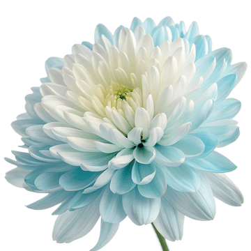 chrysanthemum Seeds - Light Blue