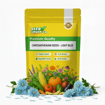 chrysanthemum Seeds - Light Blue