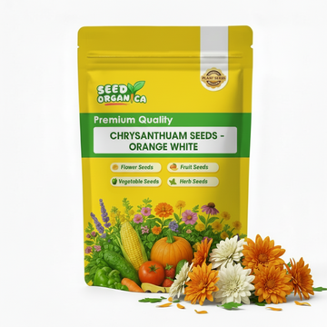 chrysanthemum Seeds - Orange White