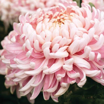 chrysanthemum Seeds - Pink White
