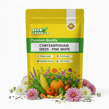 chrysanthemum Seeds - Pink White
