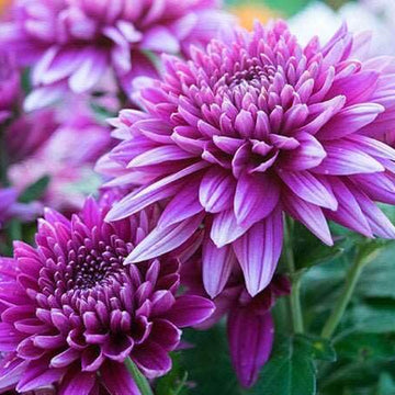 chrysanthemum Seeds - Purple