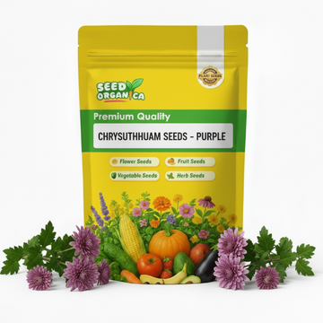 chrysanthemum Seeds - Purple