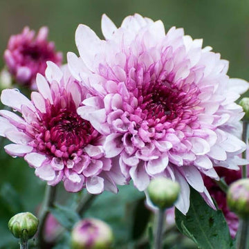 chrysanthemum Seeds - Purple White