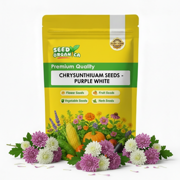 chrysanthemum Seeds - Purple White