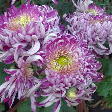 chrysanthemum Seeds - Violet White