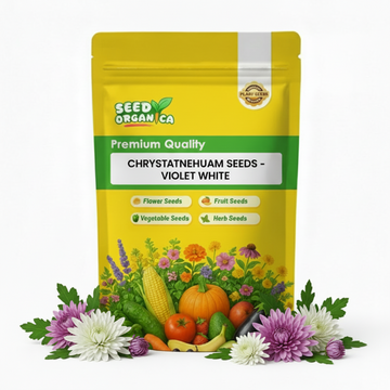chrysanthemum Seeds - Violet White