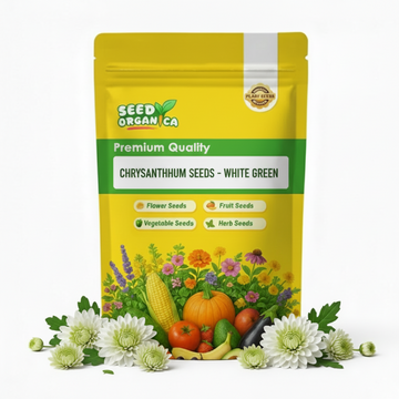 chrysanthemum Seeds - White Green