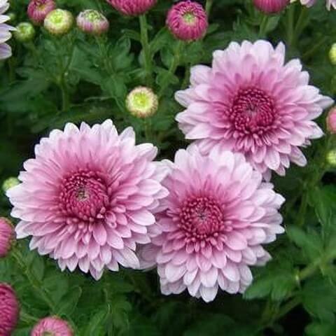 chrysanthemum Seeds - White Pink