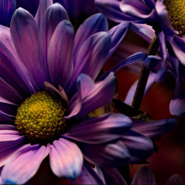 chrysanthemum Seeds - Blue Violet