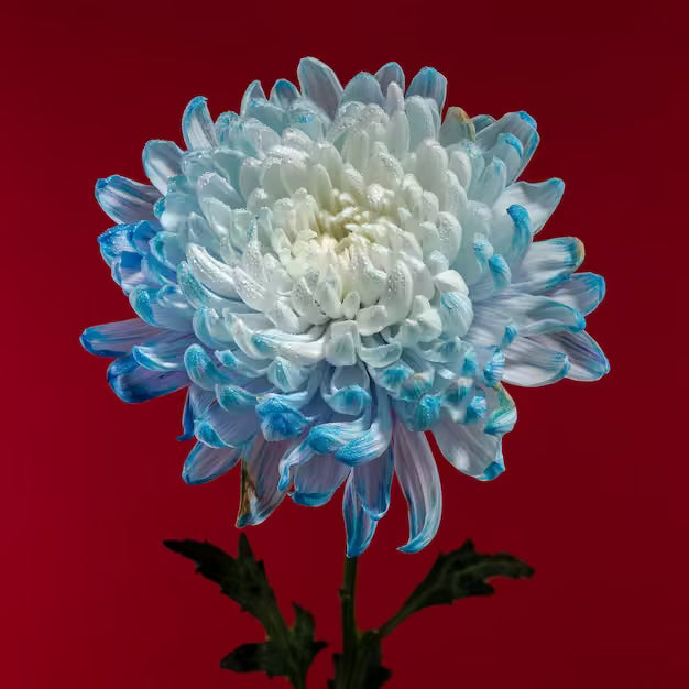 chrysanthemum Seeds - Blue White