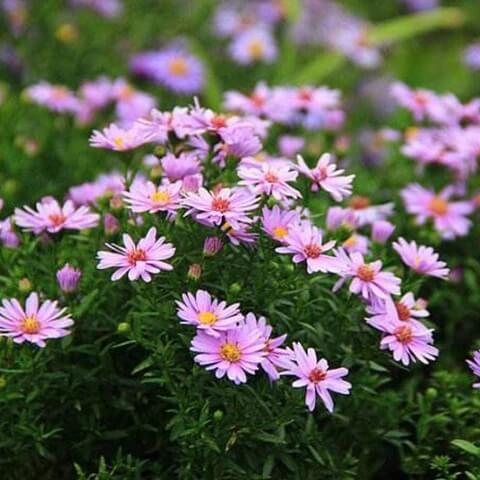 chrysanthemum Seeds - Dutch